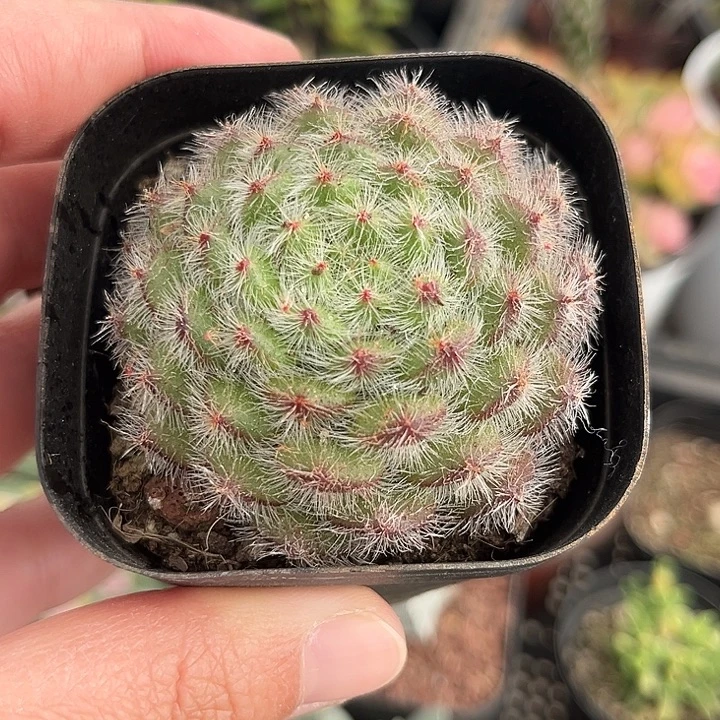 我也不知道我为什么要这样