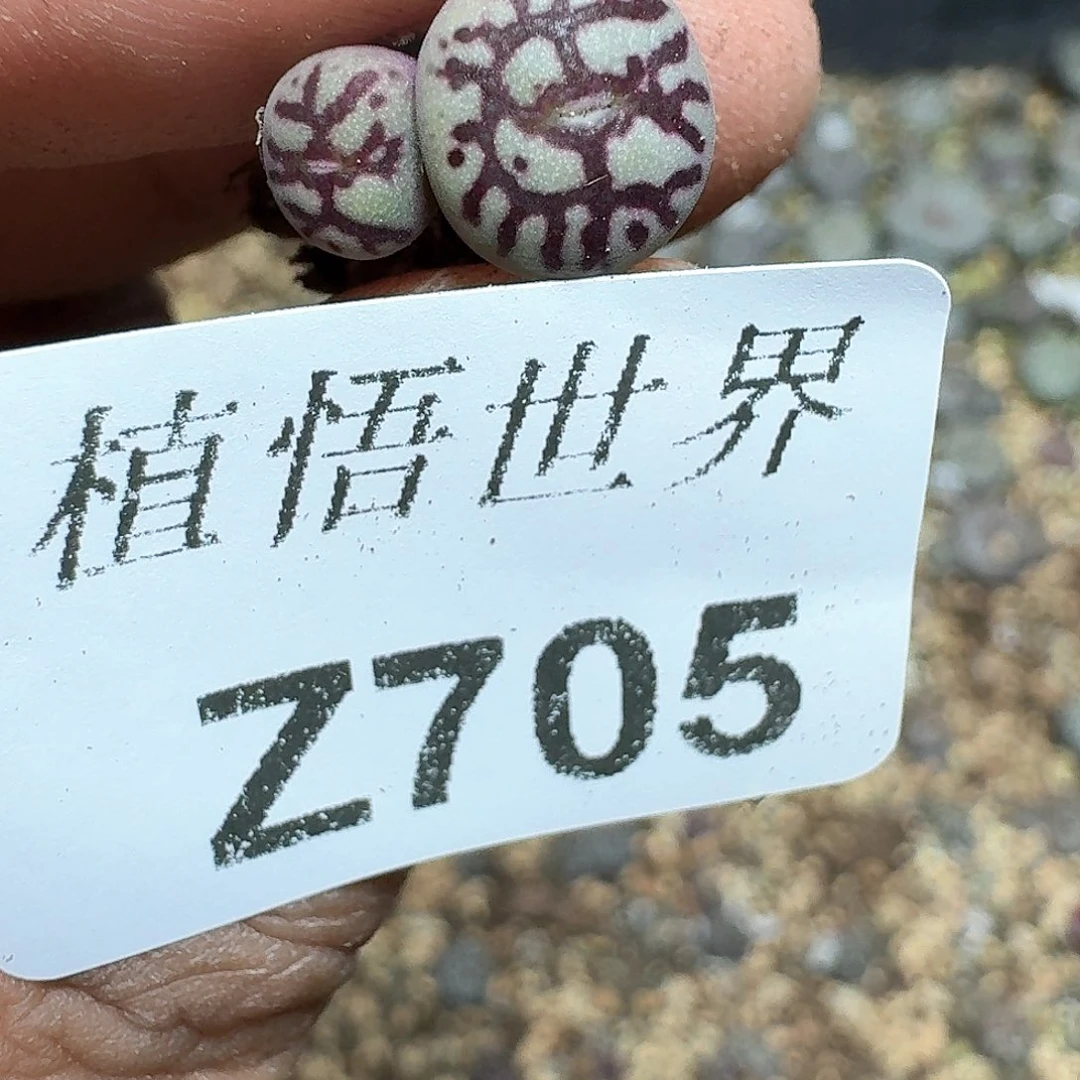 705盒多肉植物哇f v