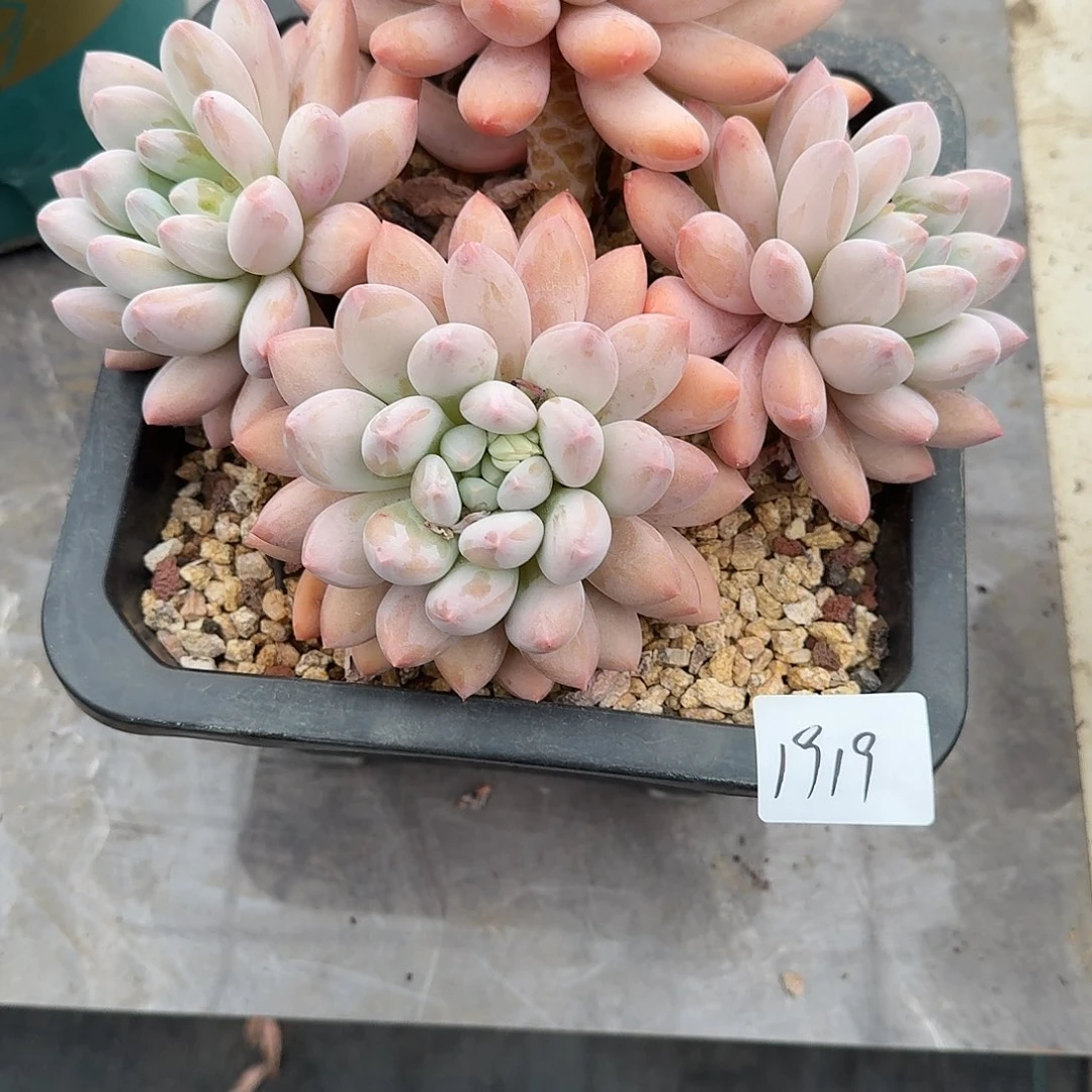 1919所罗门杂交多肉植物