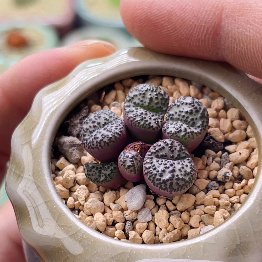 全部花朵3385-一物一拍 带盆 红椒