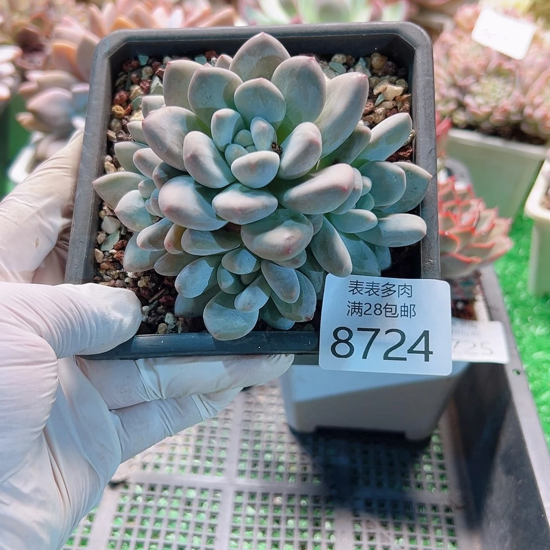 无花朵多肉一物一拍8724