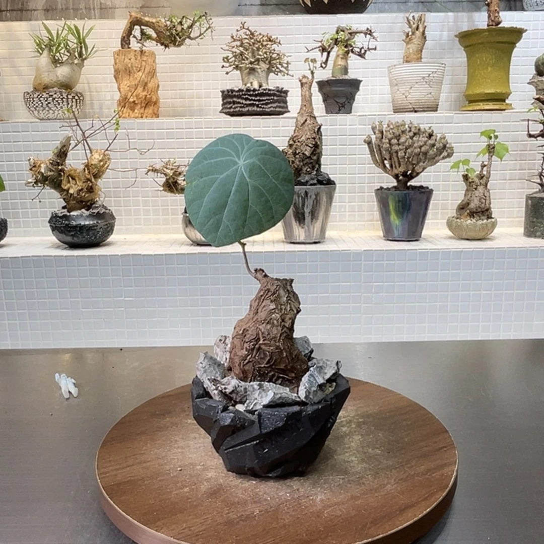一叶龟一物一拍含盆