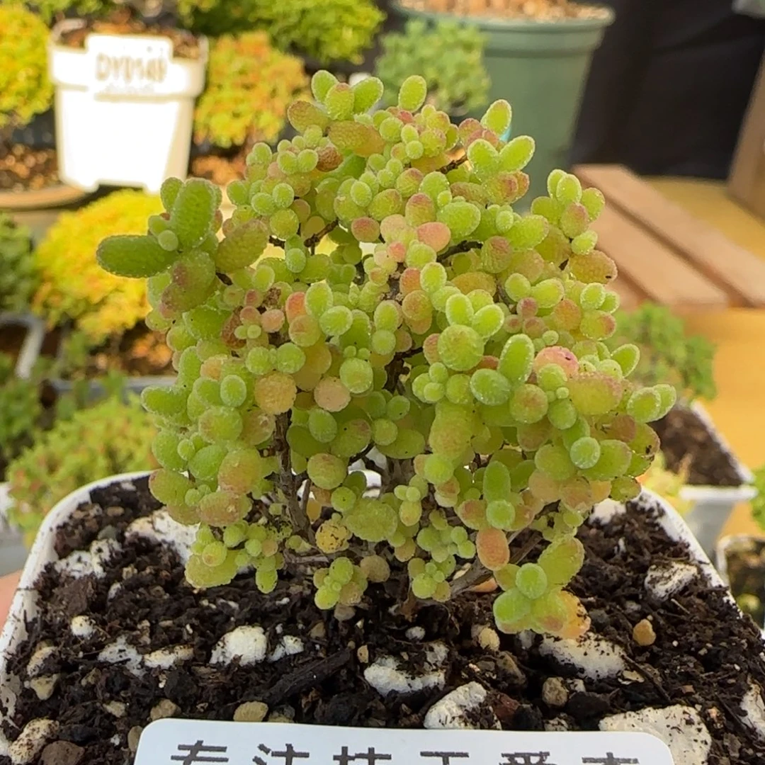 0166蜜橘糖球精控