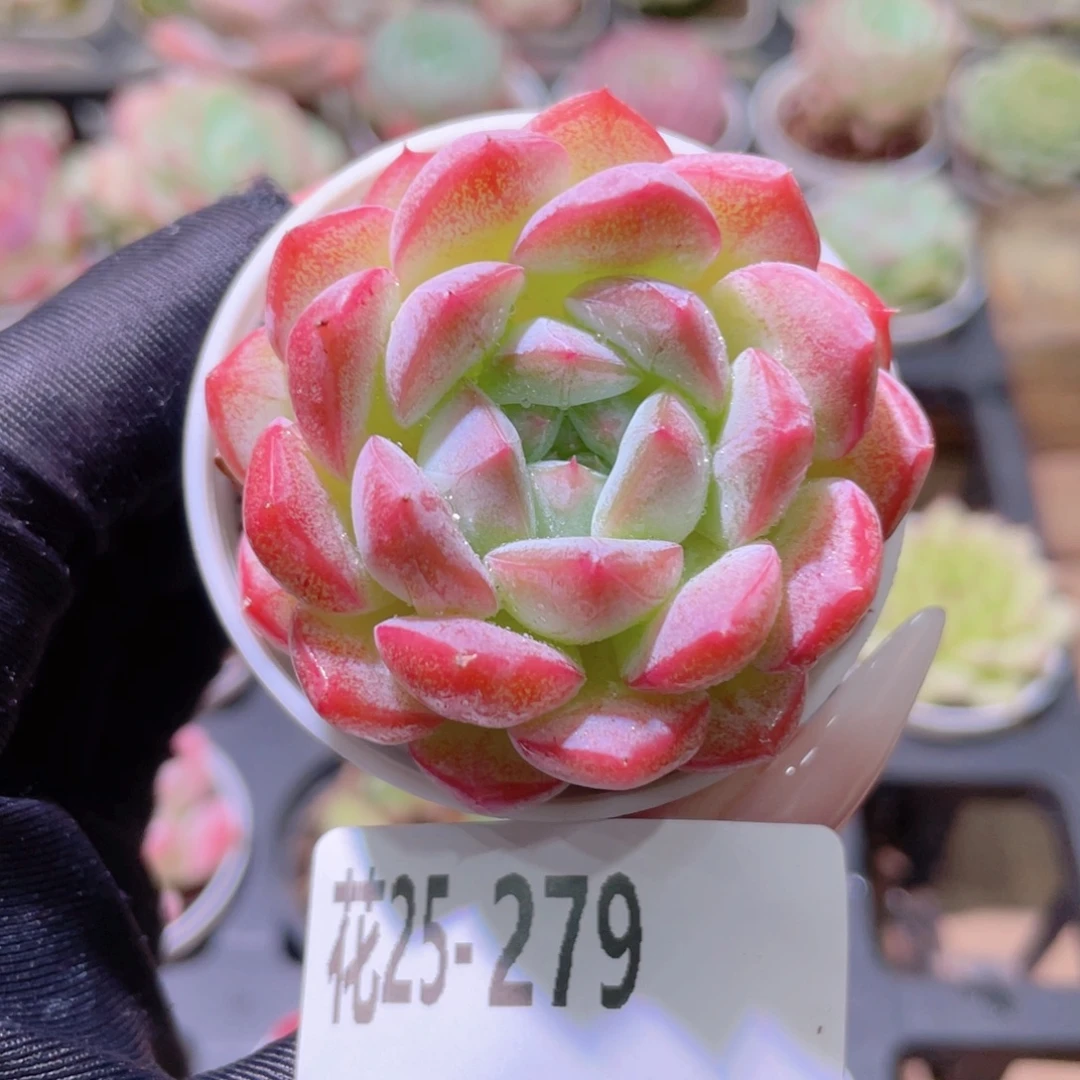花利美25-279白桃汽水
