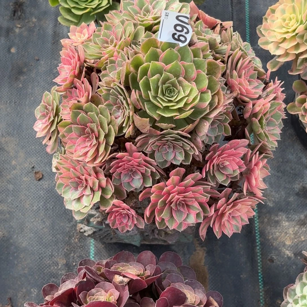 069大黑膜锦多肉植物多肉