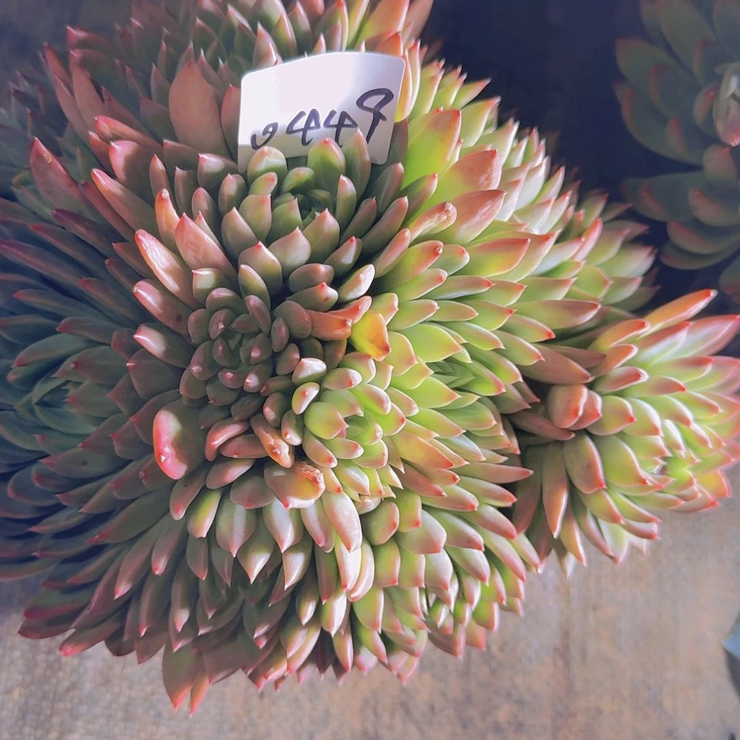 来***张0449美人杂多肉植物