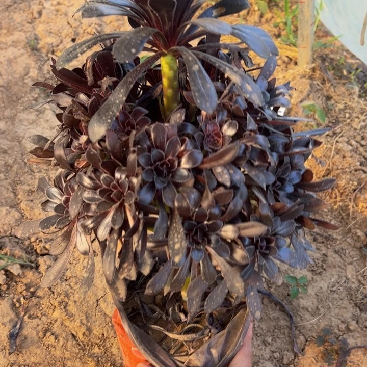 ****l墨法师多肉植物561.