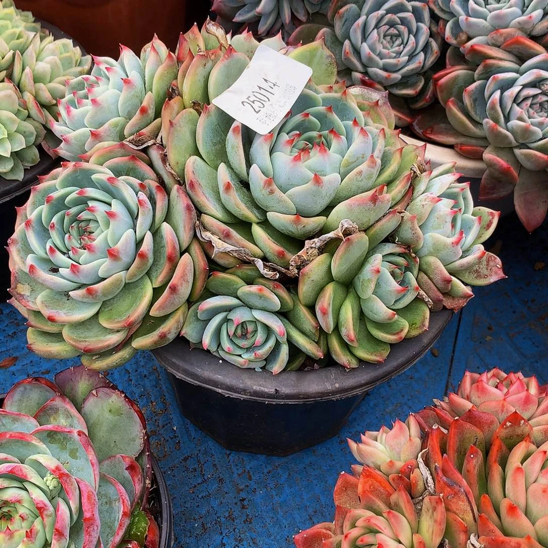 雨***晴吉娃娃25014吨肉多肉