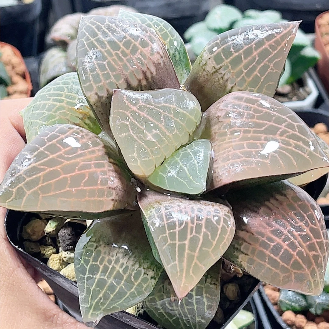 十二卷玉露 粉玻璃母本 阳台办公室 新手高端多肉植物