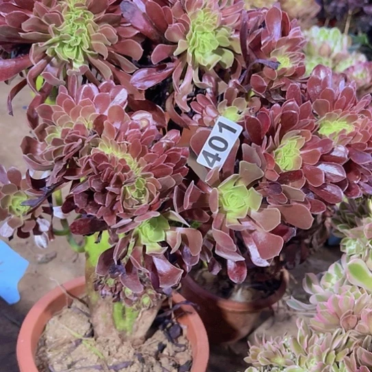 艳***）一颗多肉法师植物