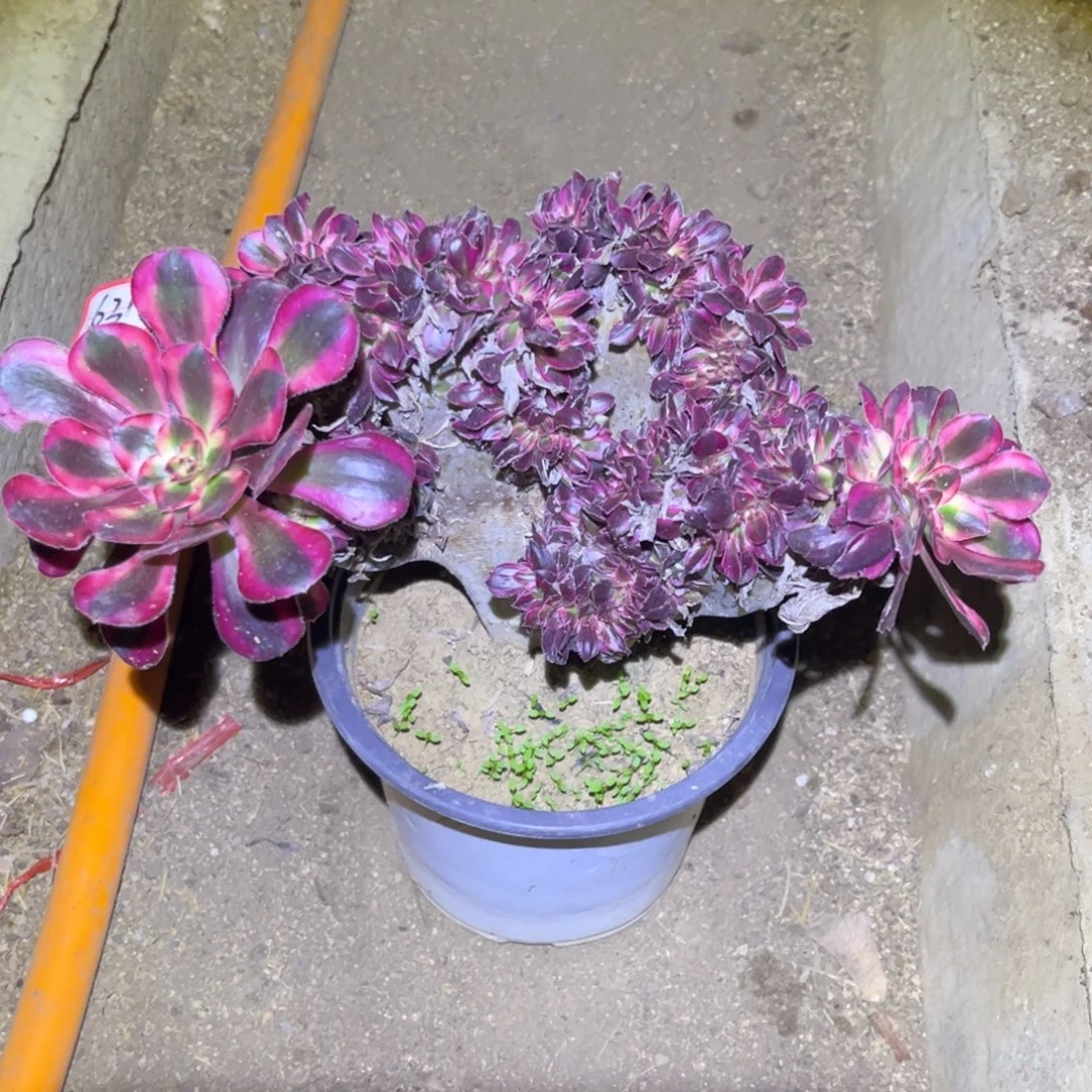 631多肉植物丽娜缀化