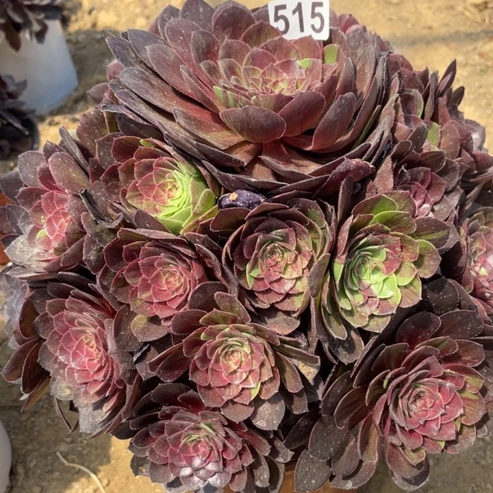 515多肉植物花月夜