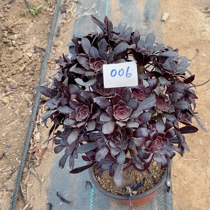 006墨法朵朵棒棒糖多肉