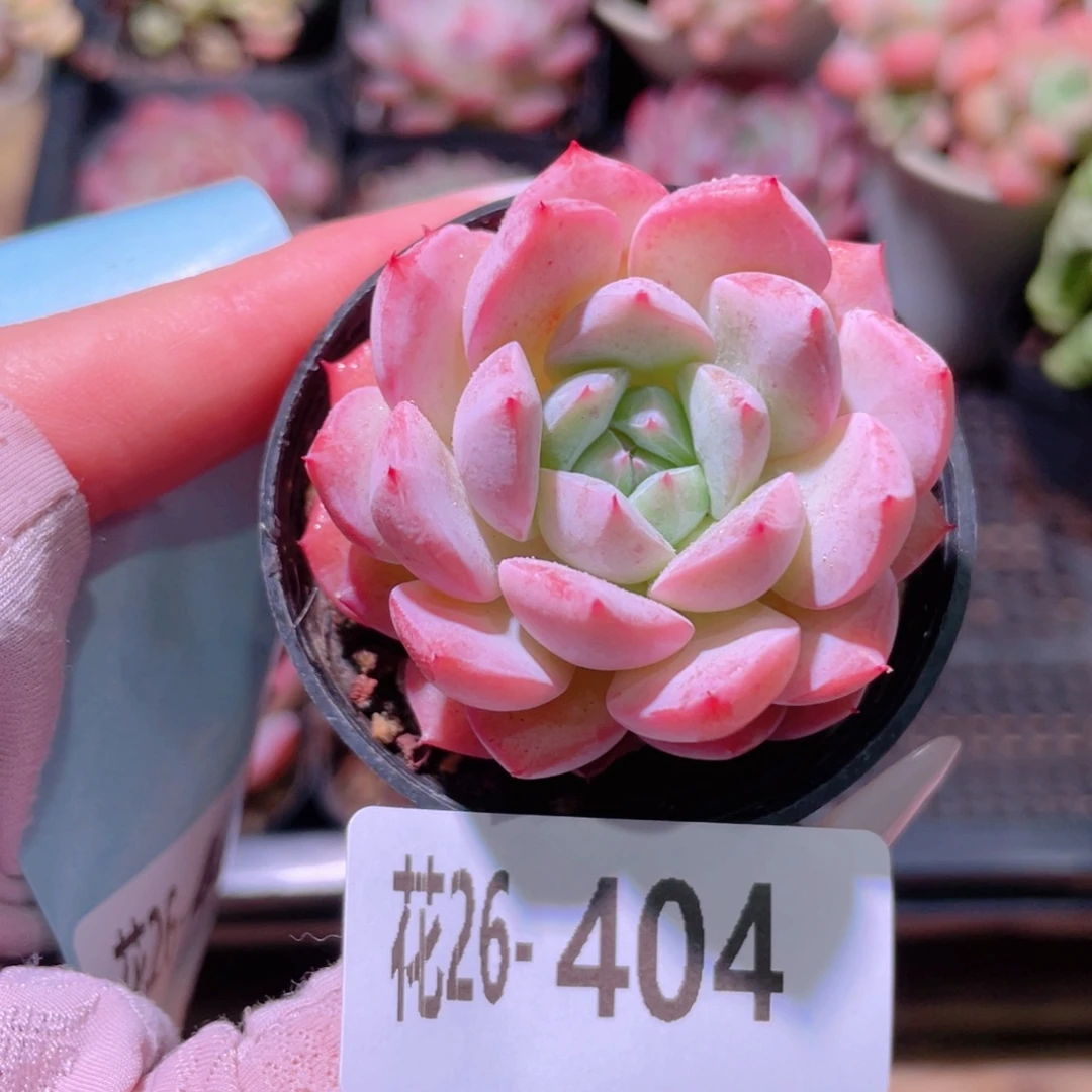 花利美26-404新品