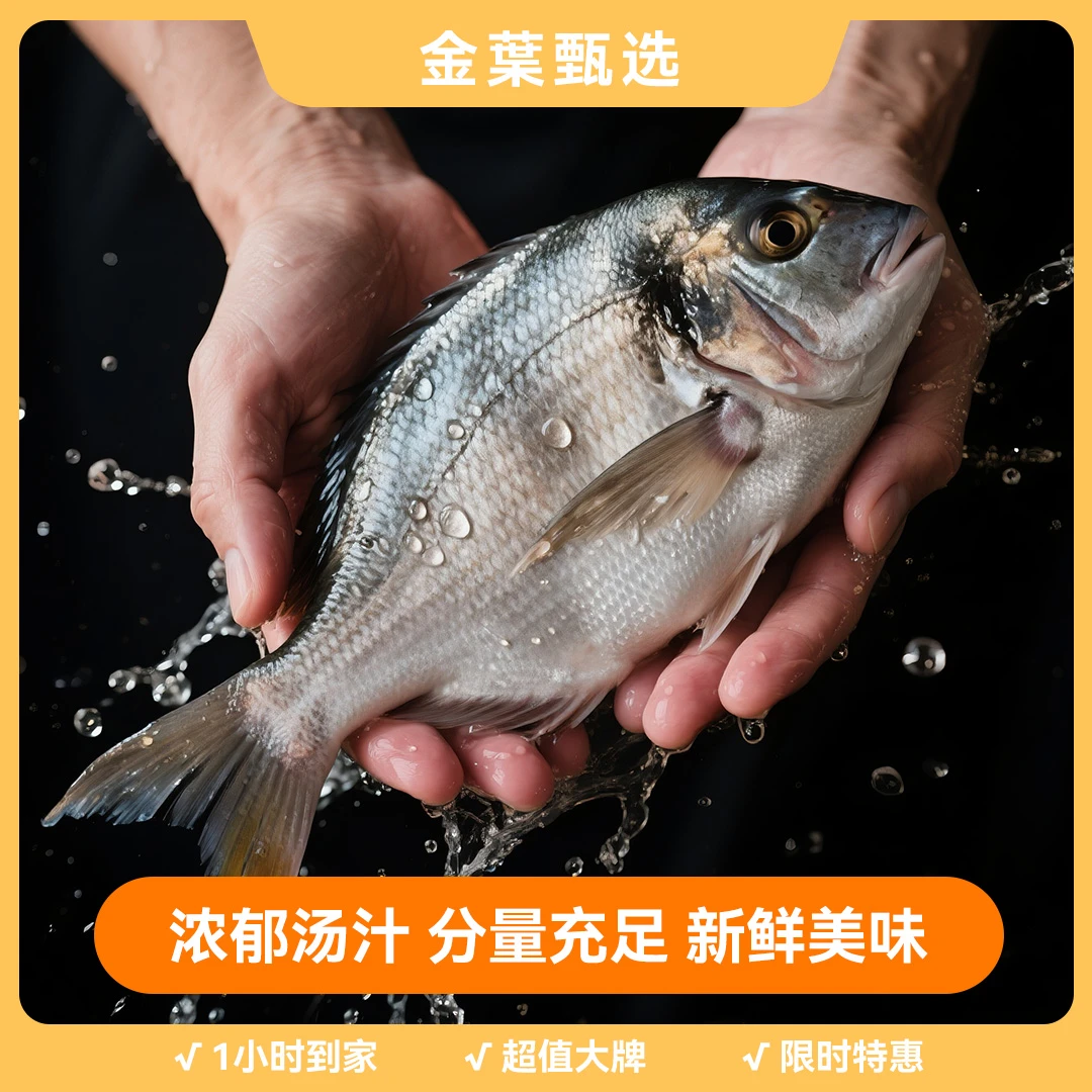【金叶甄选】鲜活肥美金头鲷58/斤