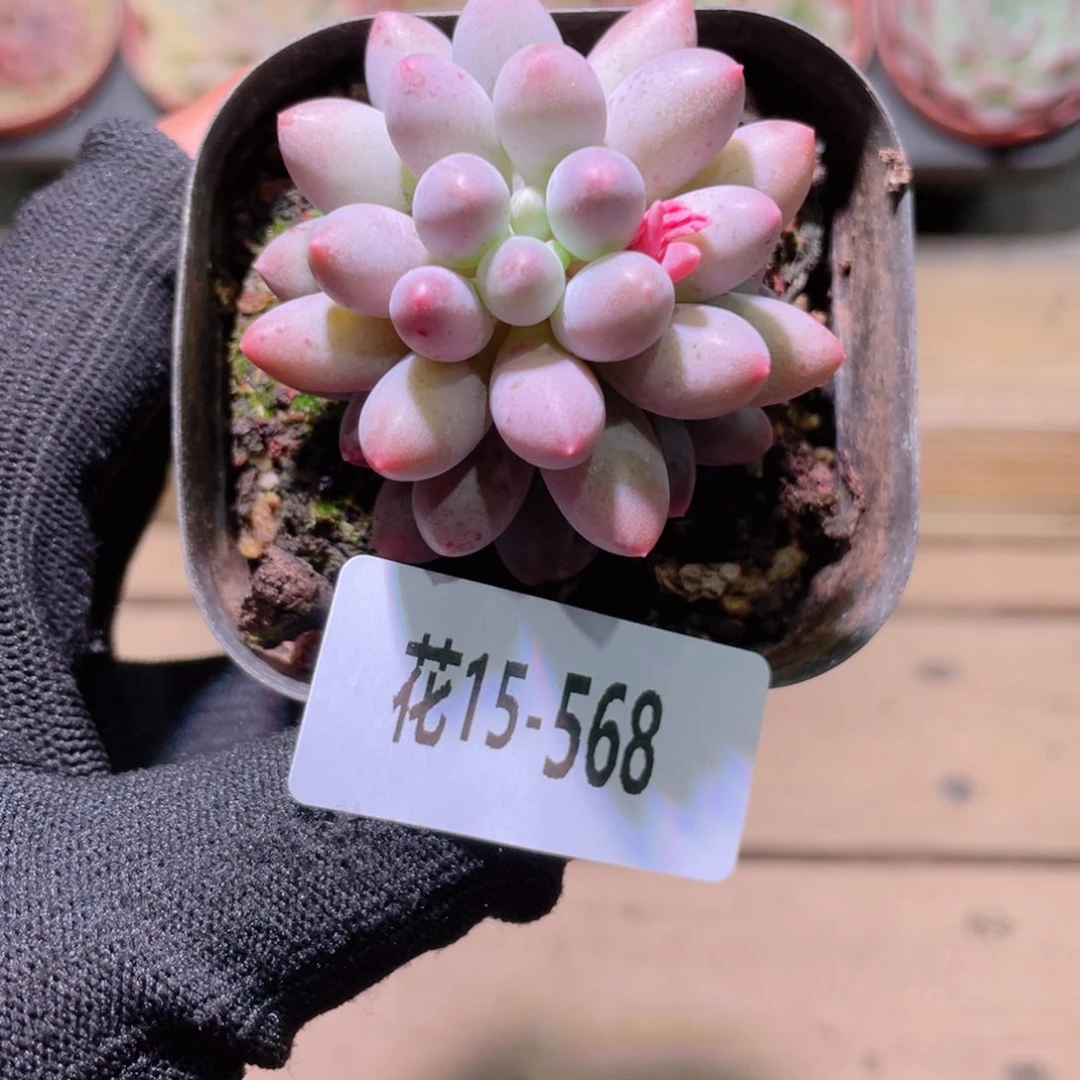 花利美15-568婴儿手指
