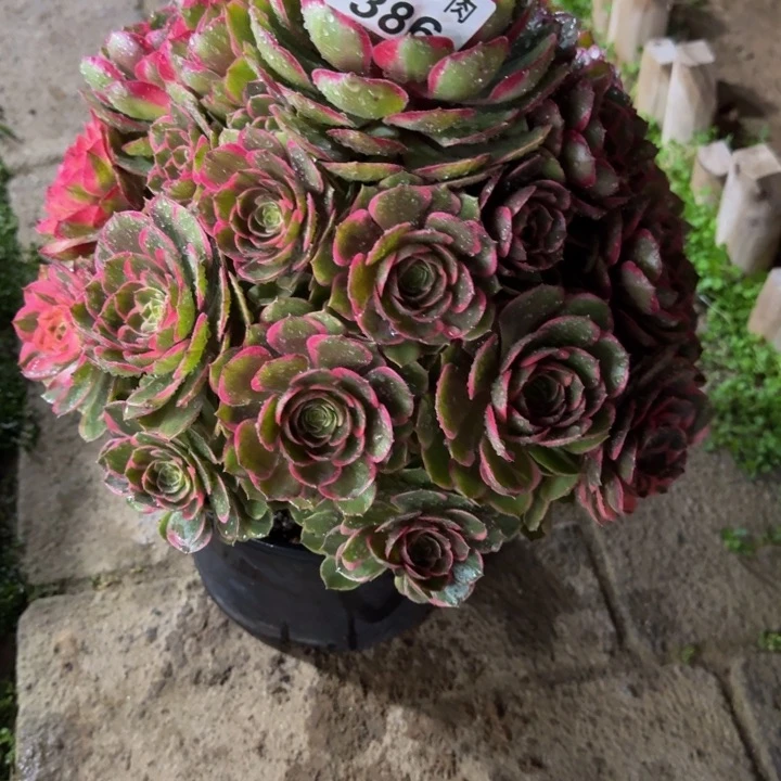 牡*粉花妖宝塔福利386肉肉