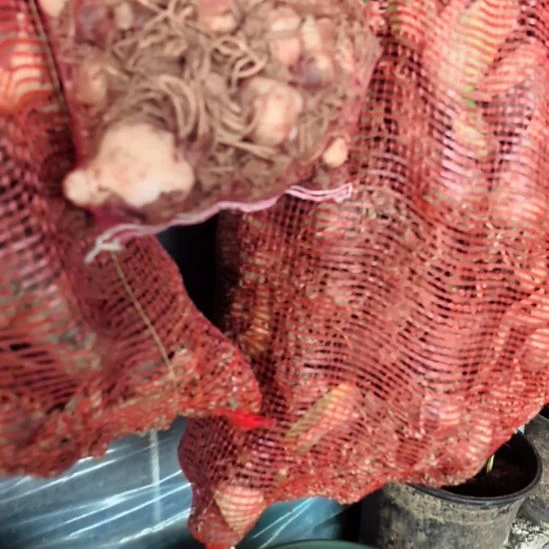 当前无花栽培后可以开花重瓣混球6厘米裸根球