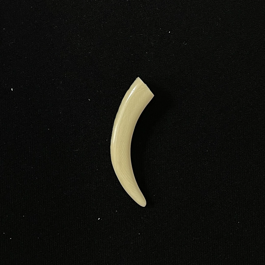 PJA62 蓝皮牙尖 只做天然猛犸牙