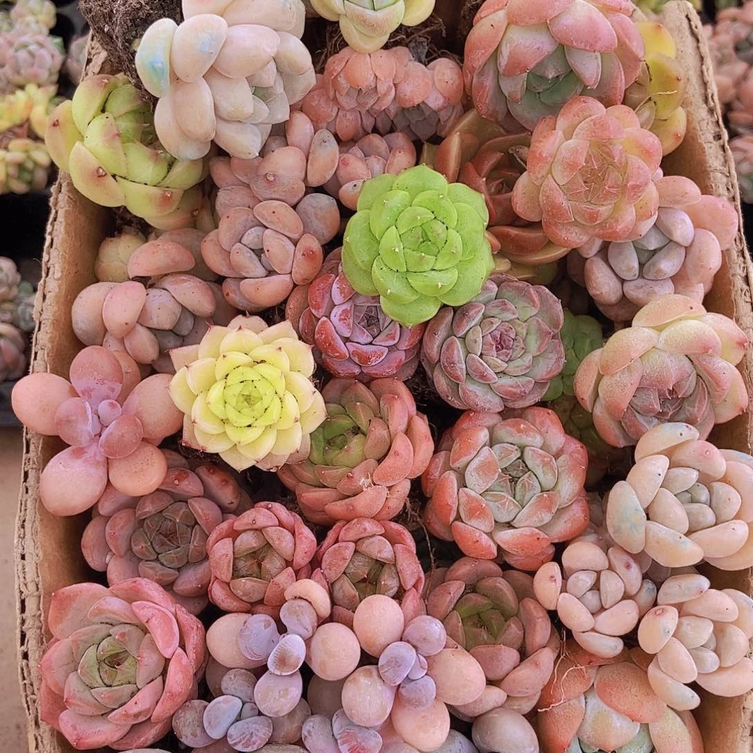 00000001量拍保底20颗