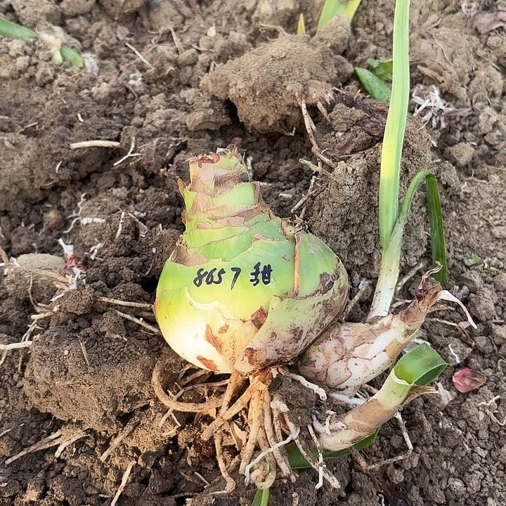 小*儿甜蜜10左右带侧8657