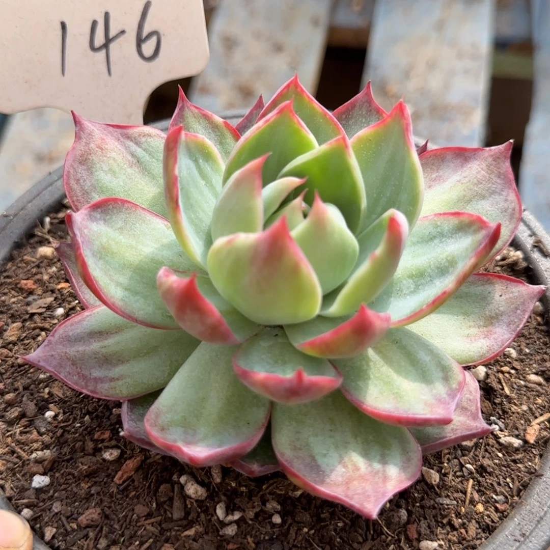 惊鸿一物一拍包装收缩花旱146