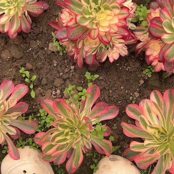 今***睡植物多肉一物一拍