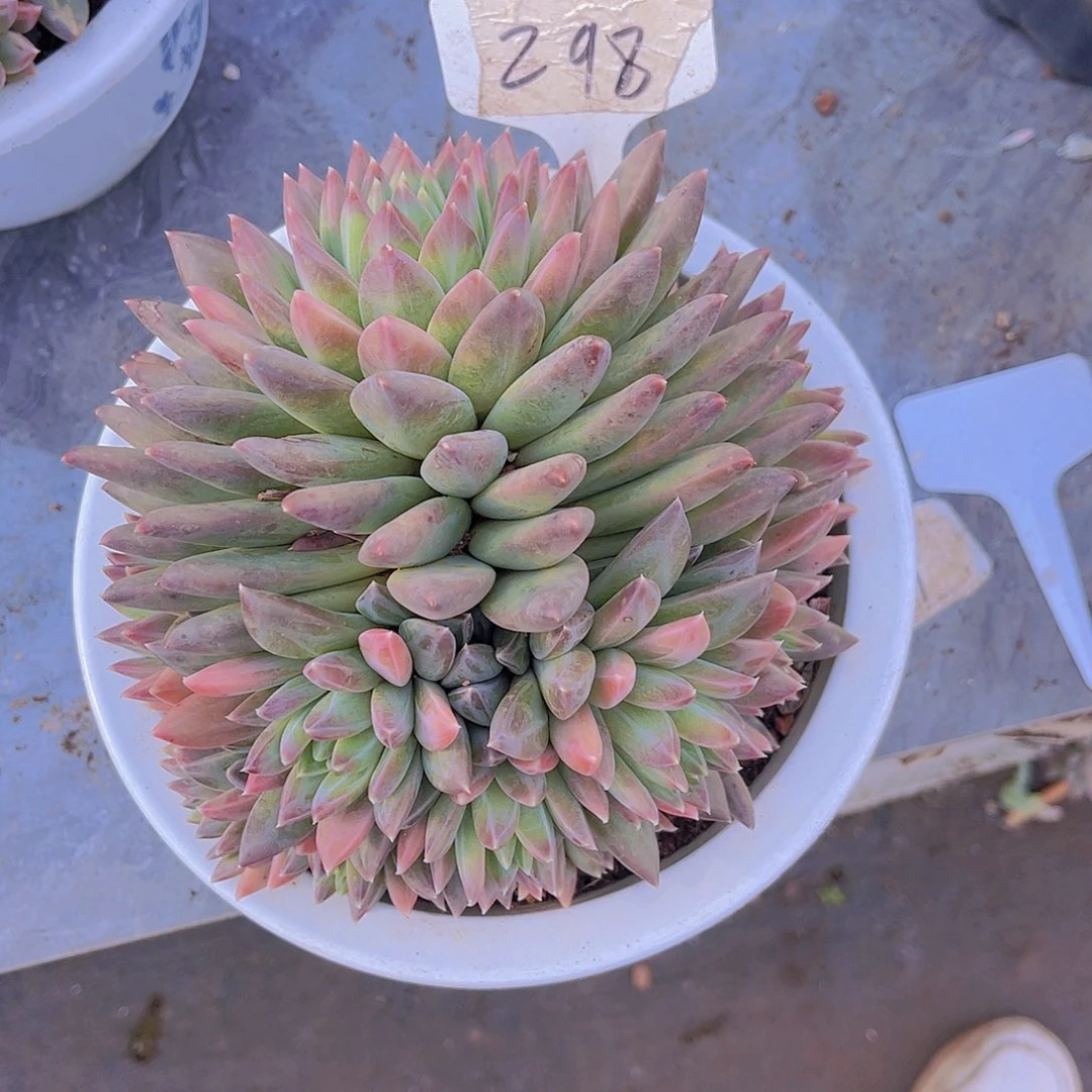 原****0000000000000298