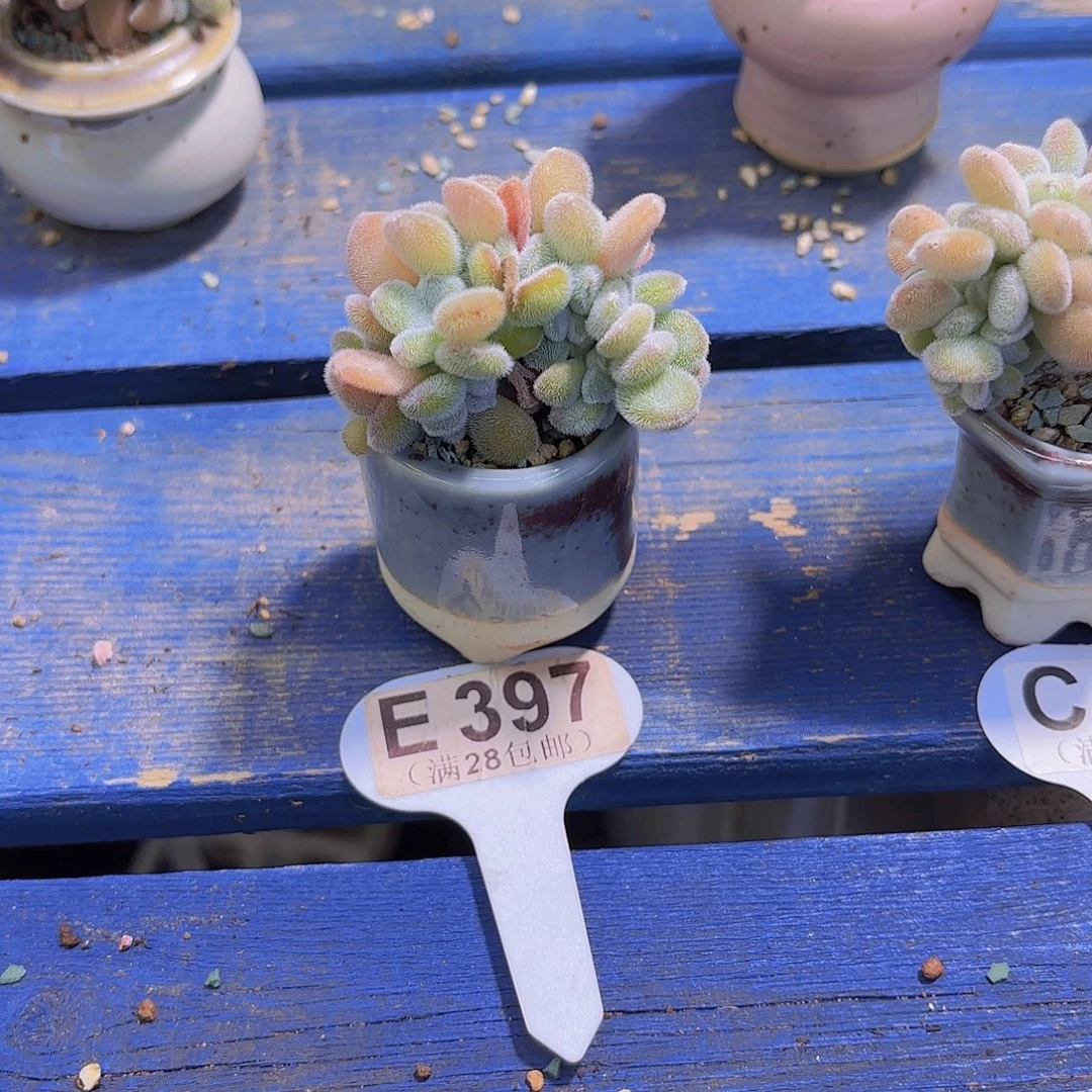 浠***桐E397雪晃星一物一拍