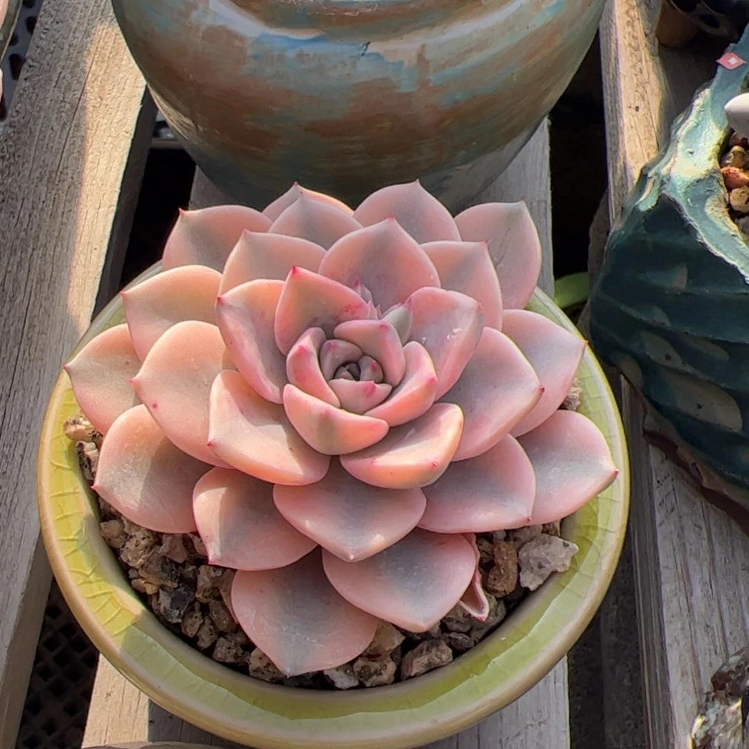 红粉佳人富纶锦多肉