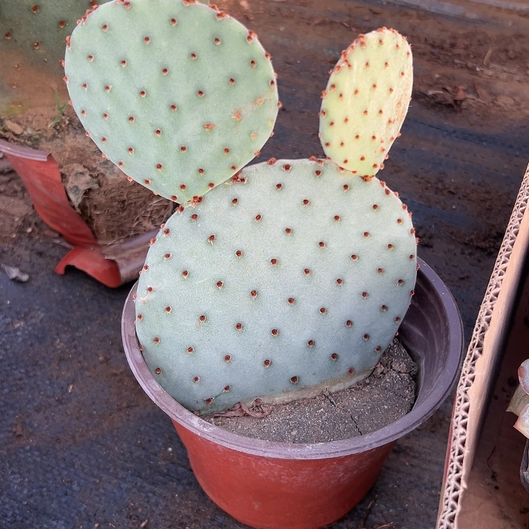 多肉植物红太谷群