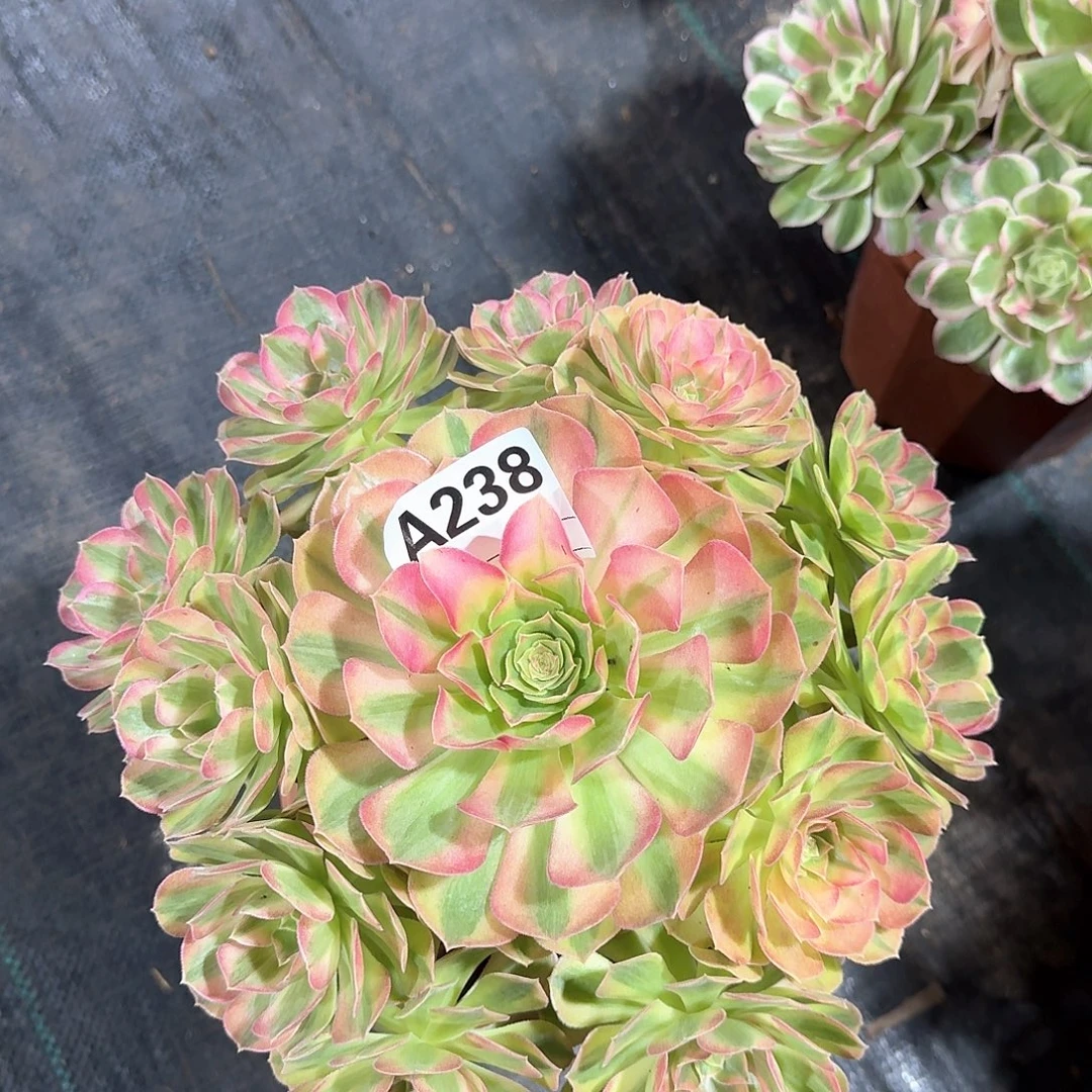 雨荷多肉法师aaa238