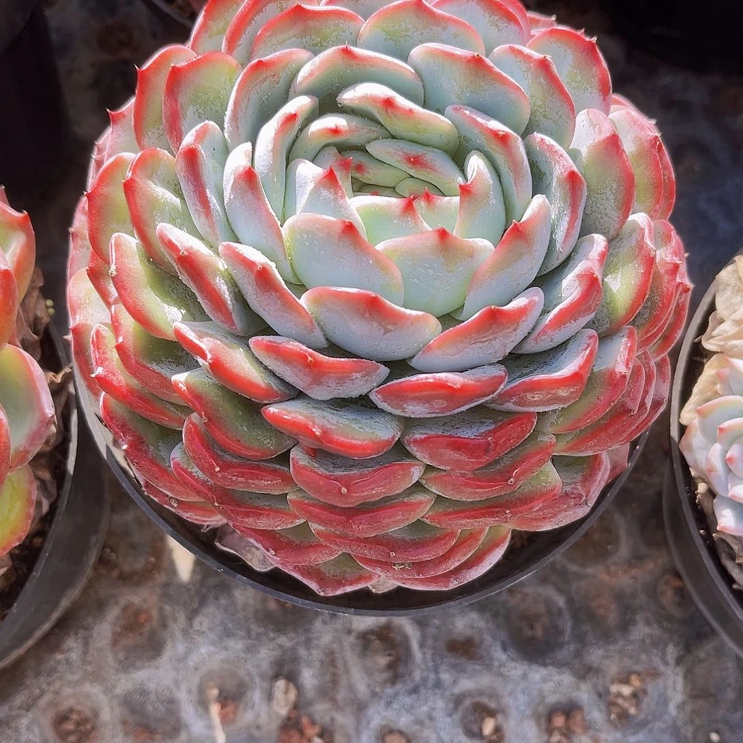 13.5公分香提卡999999999