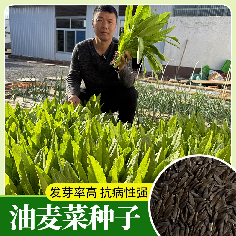 油麦菜种子四季油麦菜家庭小菜园种植油麦菜蔬菜种子