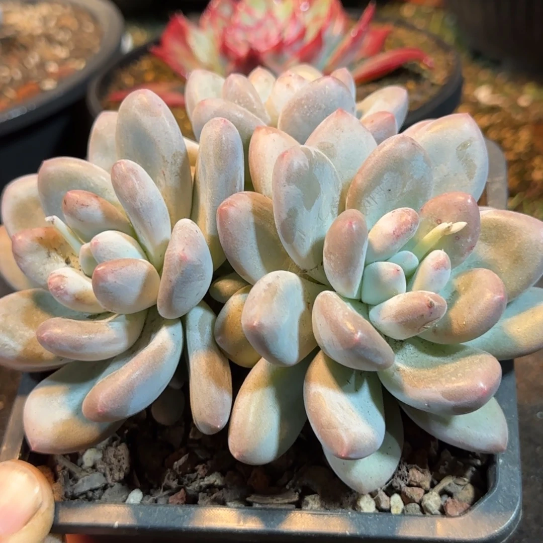 香水一物一拍包装收缩花旱