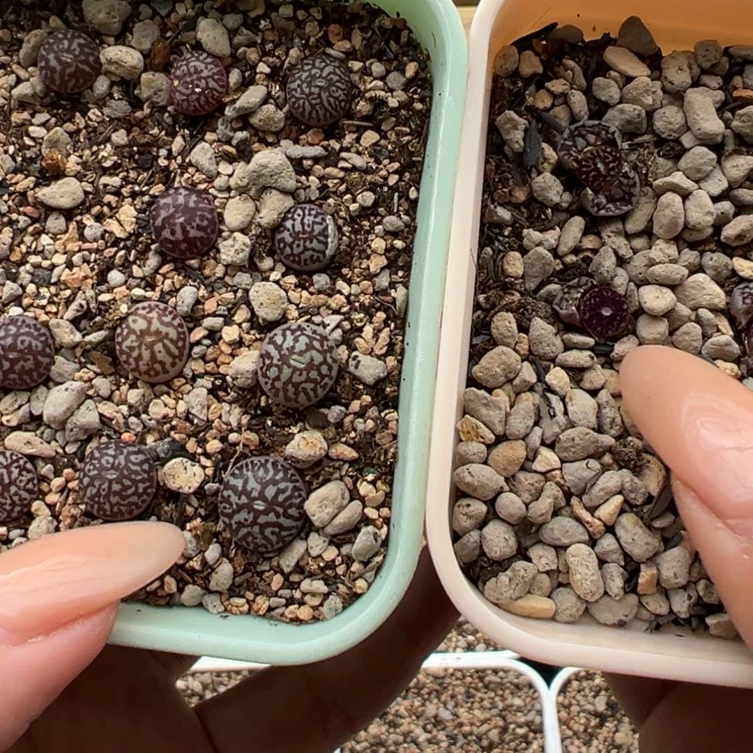 ?****?墨墨墨墨多肉多肉