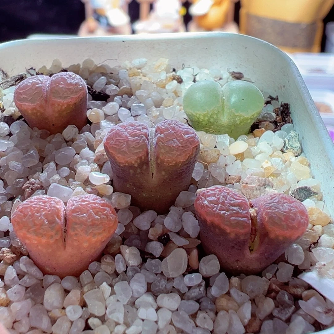 1222-375多肉多肉