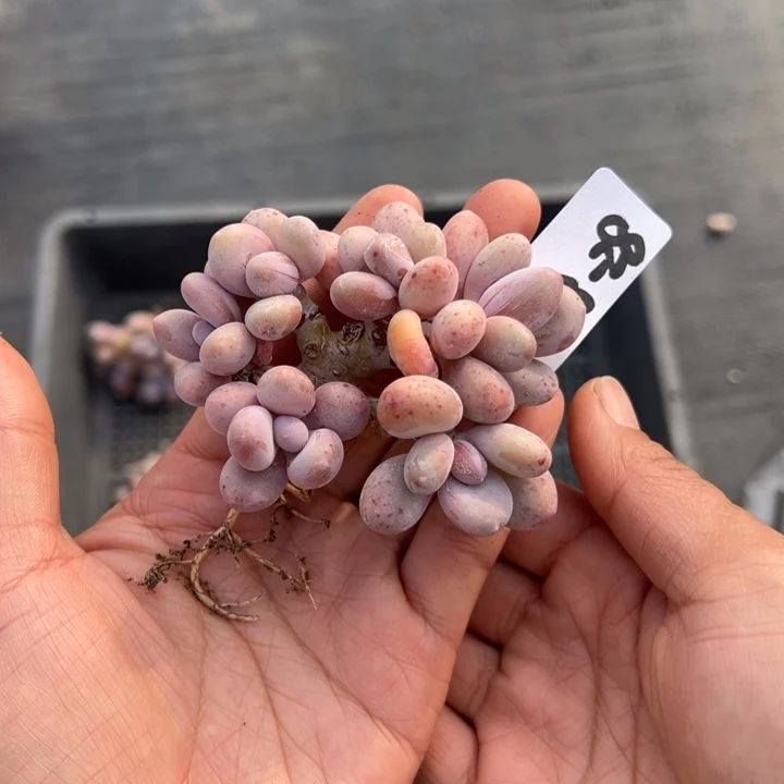 小****们18-28奶酪小鹿园艺