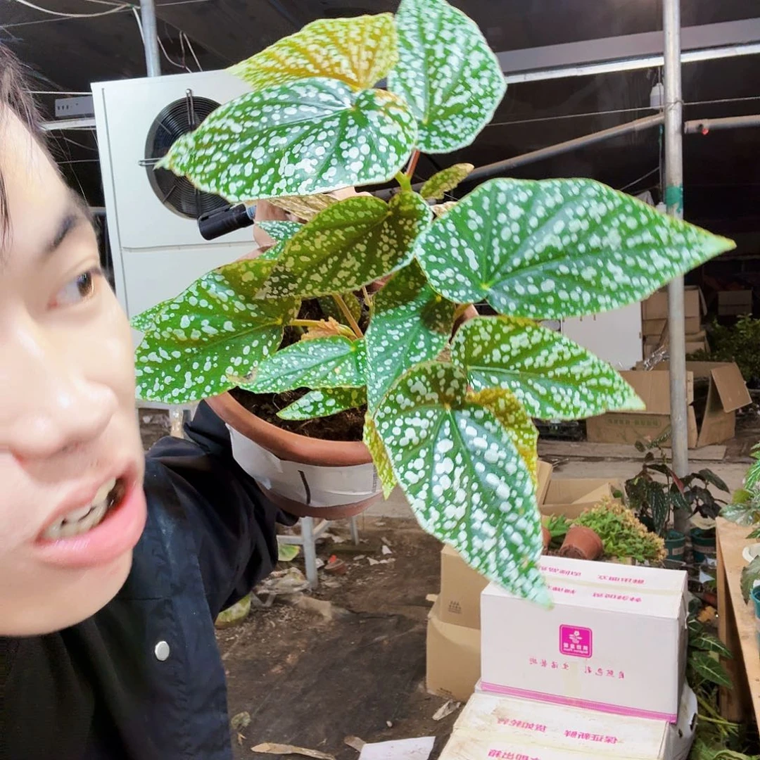 完全开放竹节1号一棵