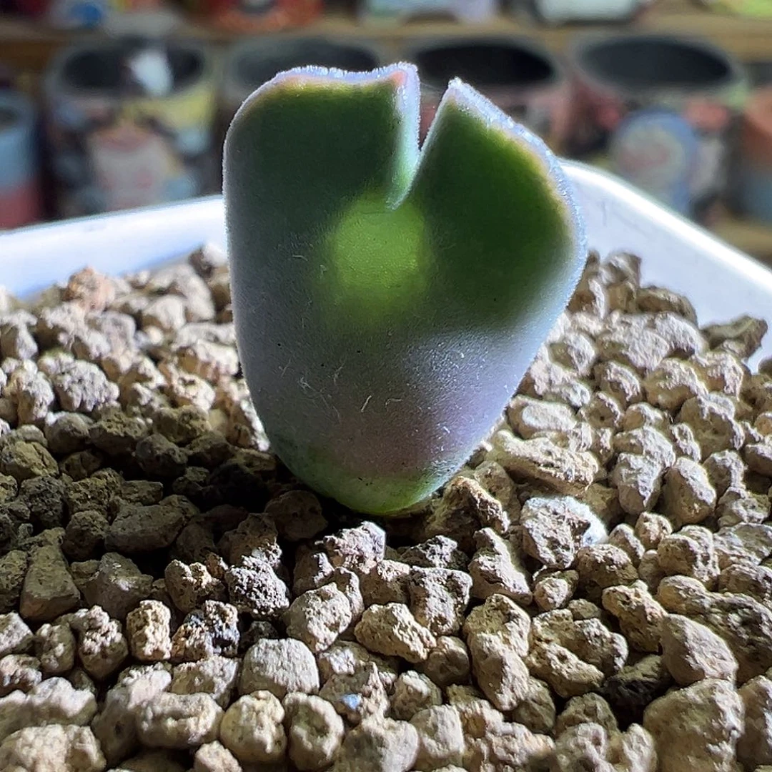 短耳大眼睛。