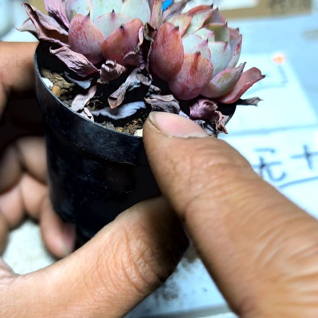 满6元包邮，大赫拉2/3头