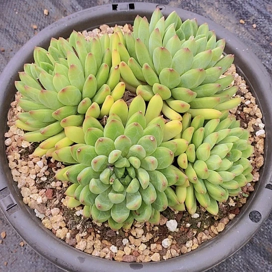 无花朵๓****星际迷航