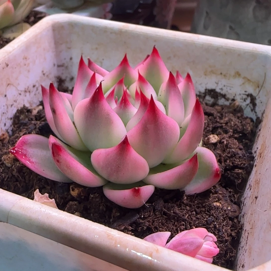 风*的风中的 多肉植物