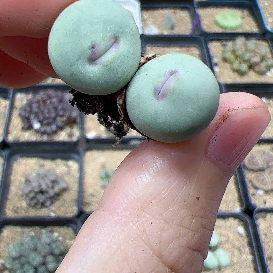 【闪购商品】398 红嘴