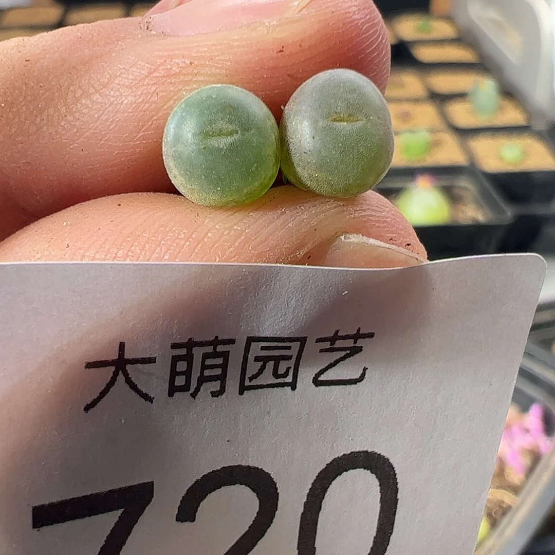 一物一拍。    720