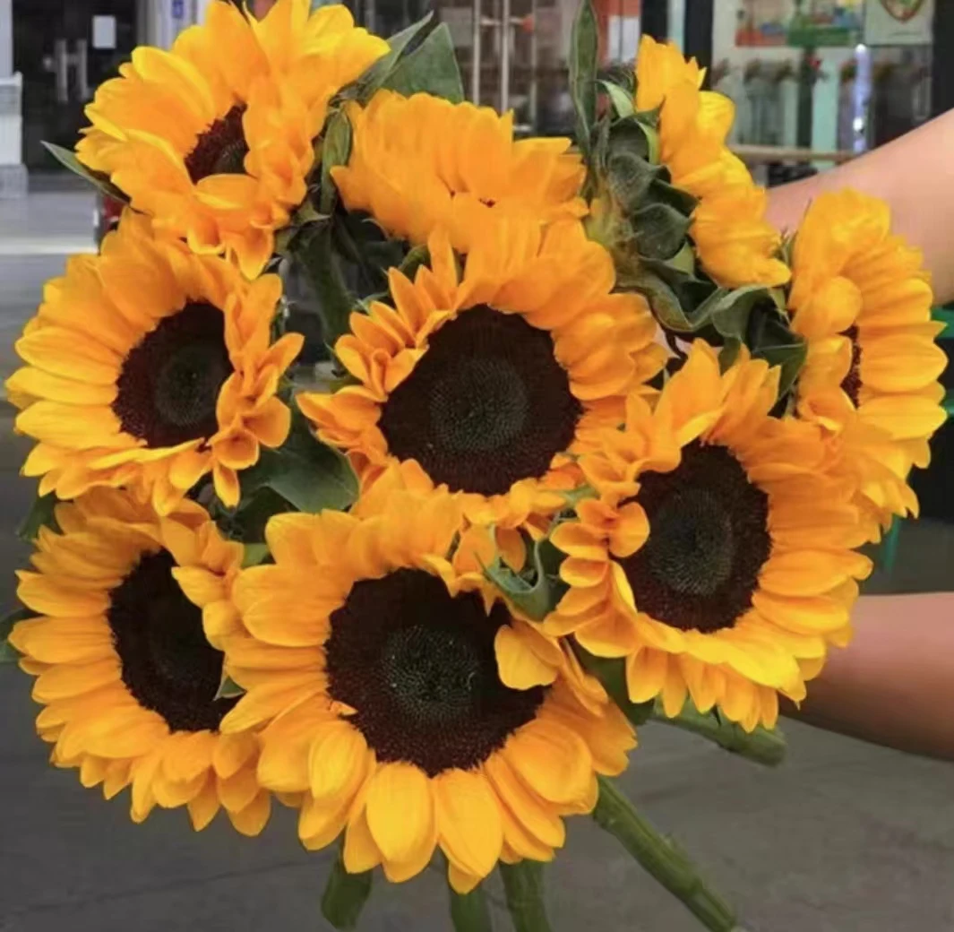 凑单福利【向日葵3支】云南基地直发向阳花鲜切花 任意拍三单送配草
