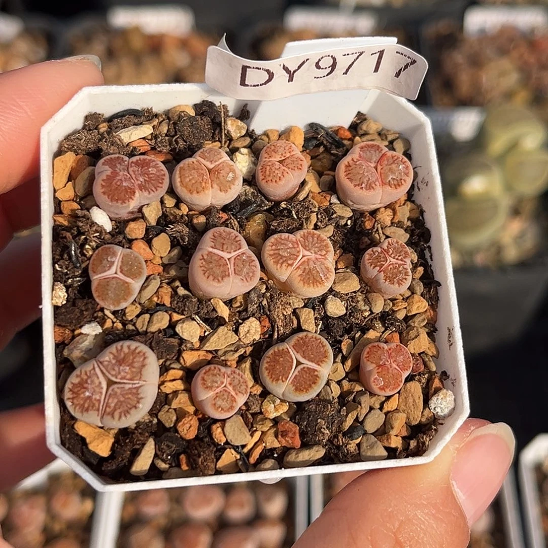 一物一拍红窗菊奔驰9717