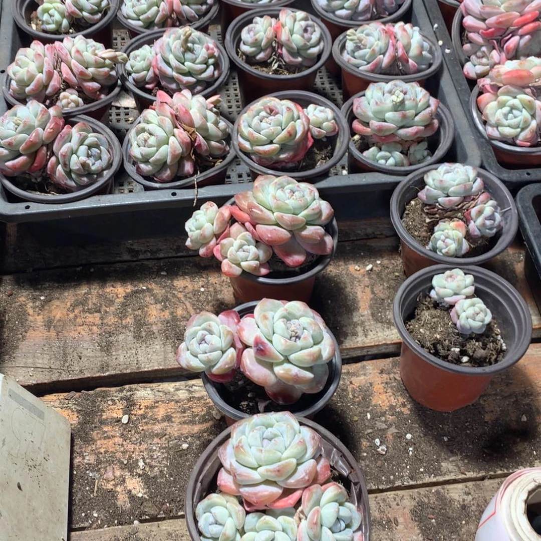 C****C小猪快跑哈哈哈哈哈哈哈