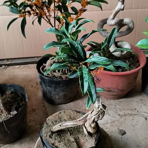 用***1完全开放八月老朱砂