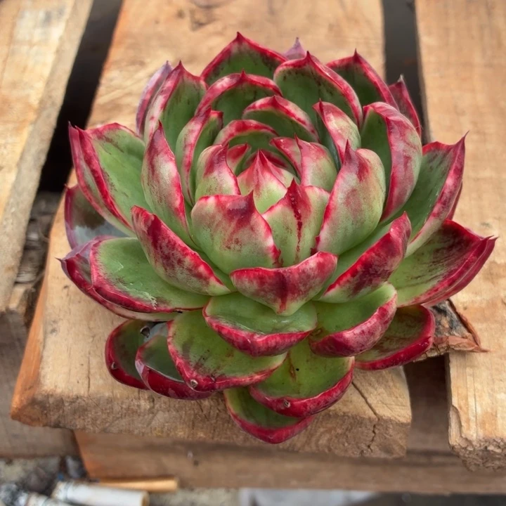 妙***婵多肉植物惊鸿仙子